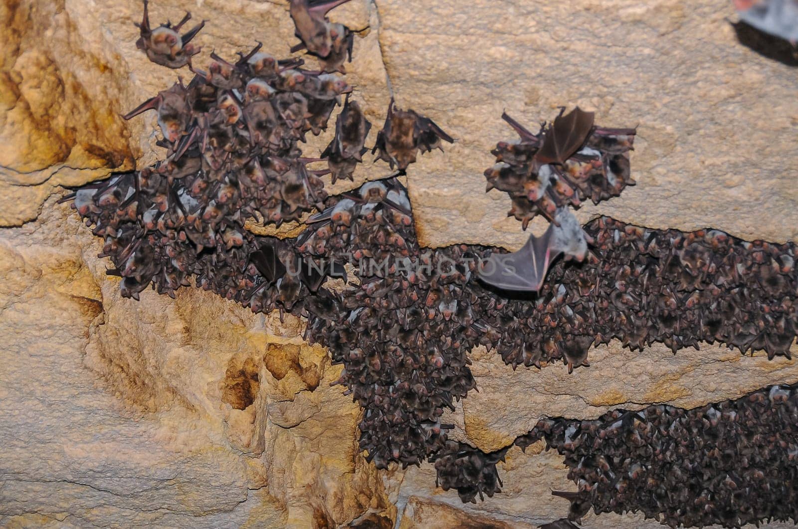 A large colony of bats resting during the day in the catacombs of eastern Crimea
