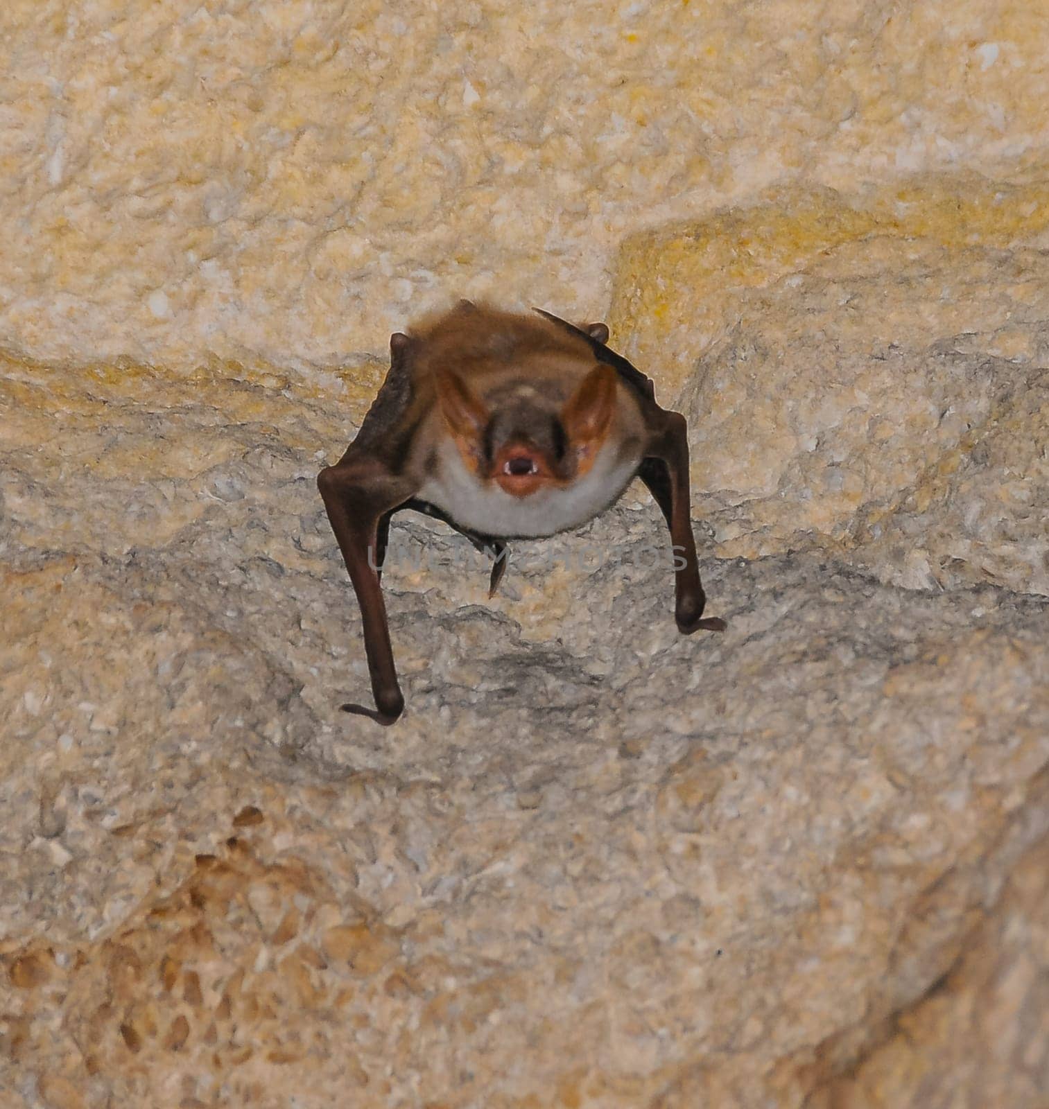 A bat rests upside down during the day in the catacombs of eastern Crimea