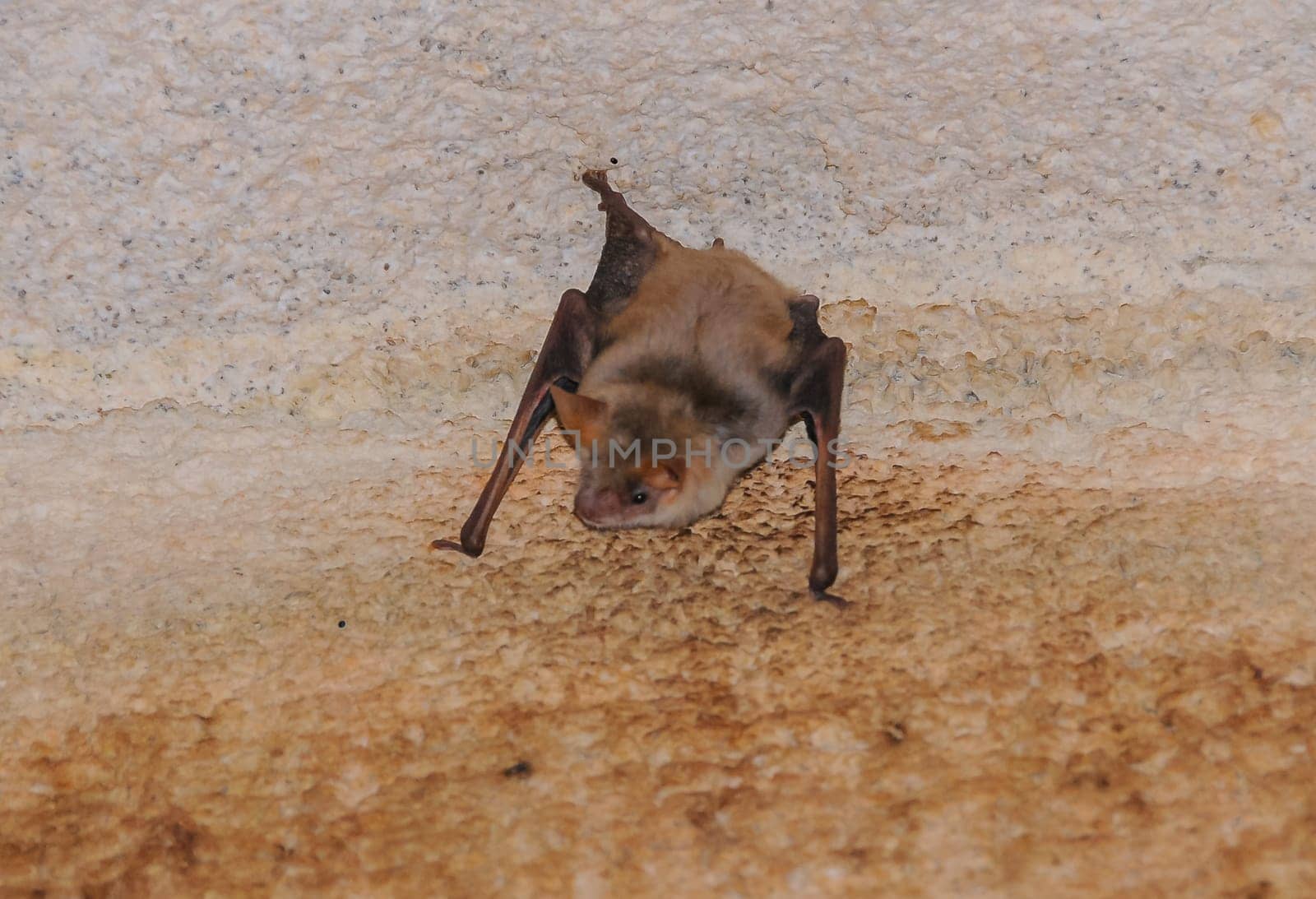 A bat rests upside down during the day in the catacombs of eastern Crimea by Hydrobiolog