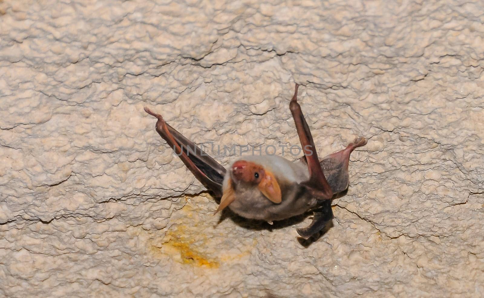 A bat rests upside down during the day in the catacombs of eastern Crimea