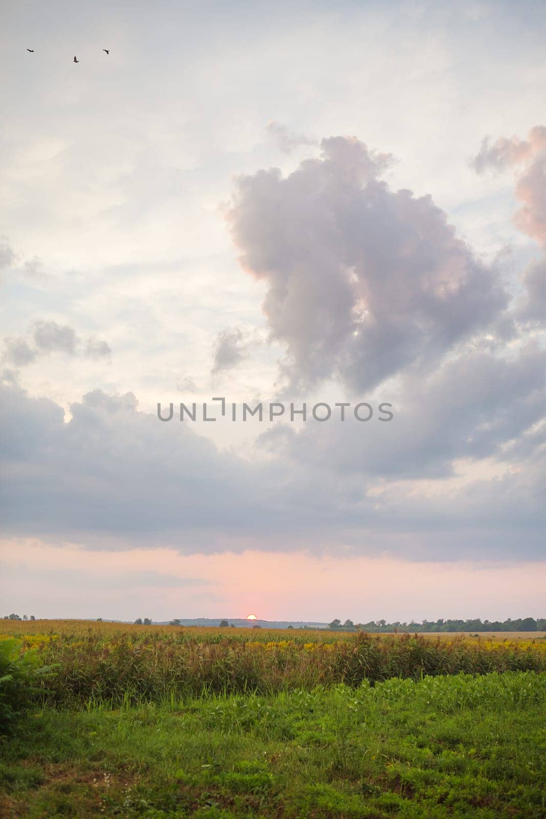 large clouds, beautiful sunset over an agricultural green field by sfinks