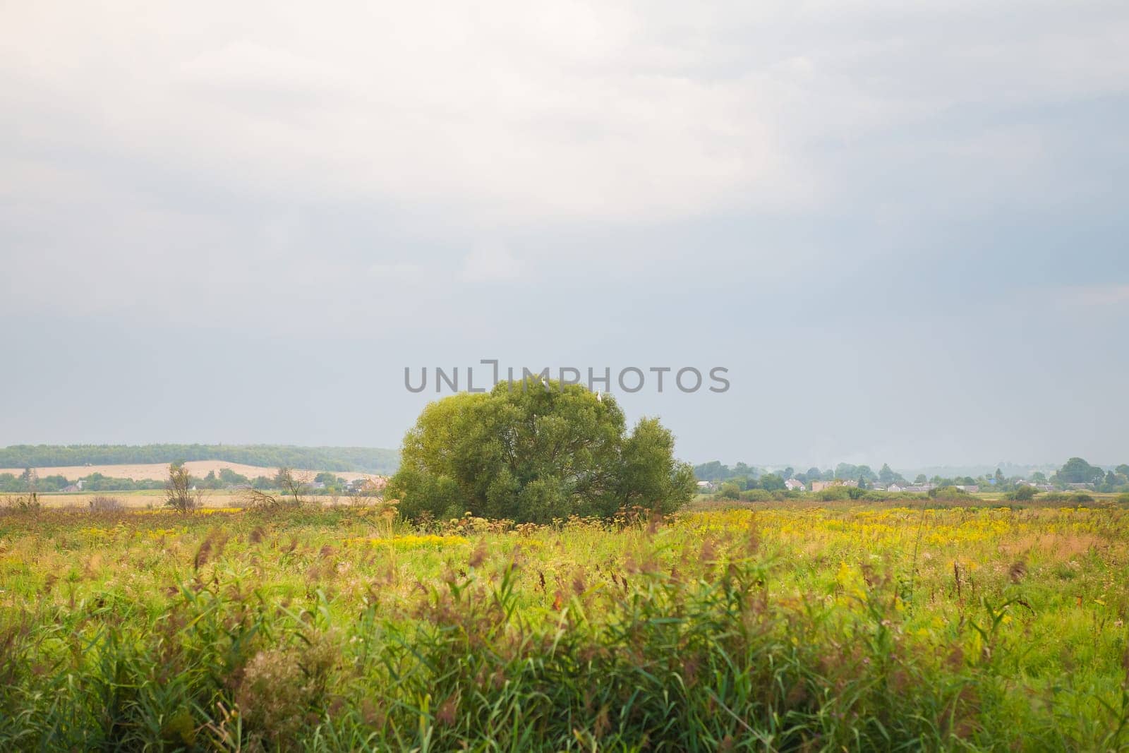 tree in a green field and big white clouds, summer sunset.