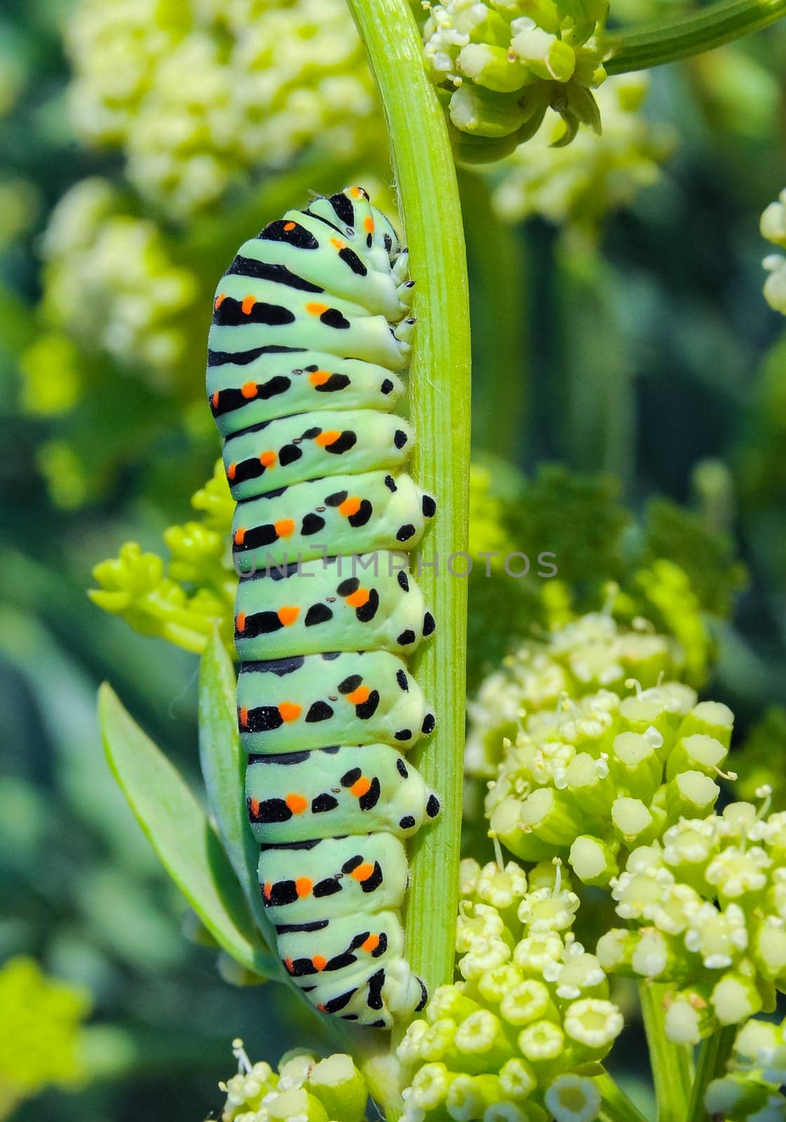 (Papilio machaon), A swallowtail butterfly caterpillar sitting on a plant, eastern Crimea by Hydrobiolog