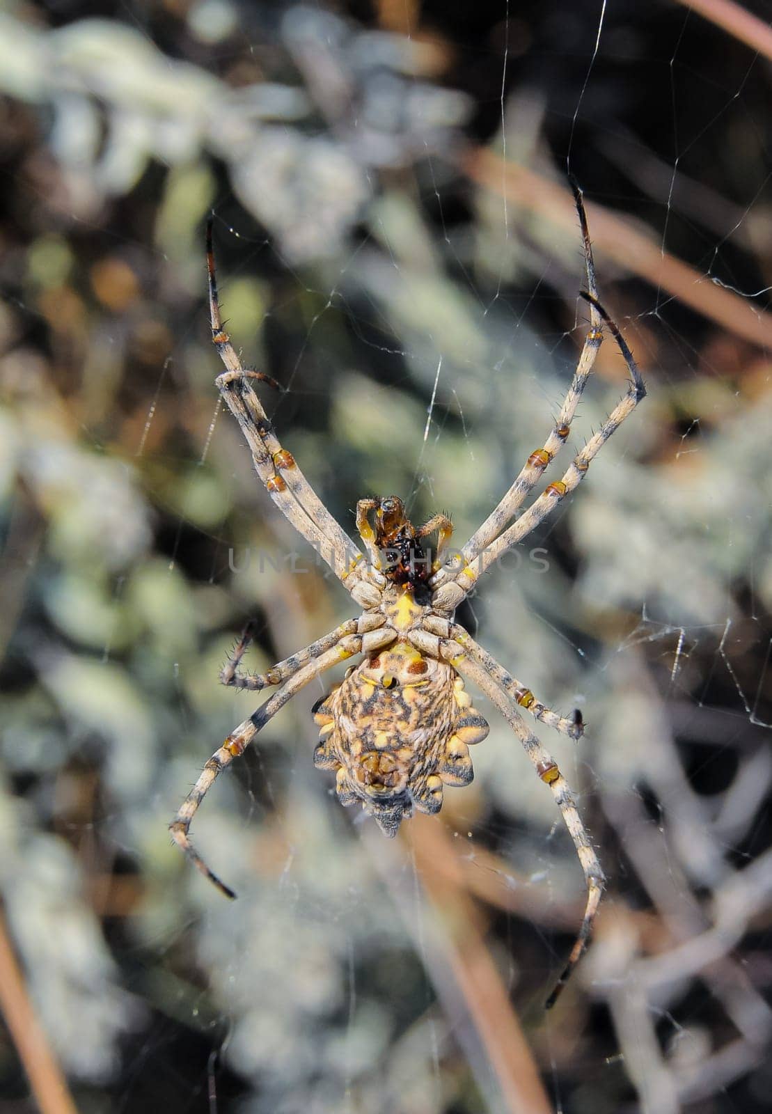 Huge spider (Argiope lobata,  Araneidae), A female spider in a web, eastern Crimea