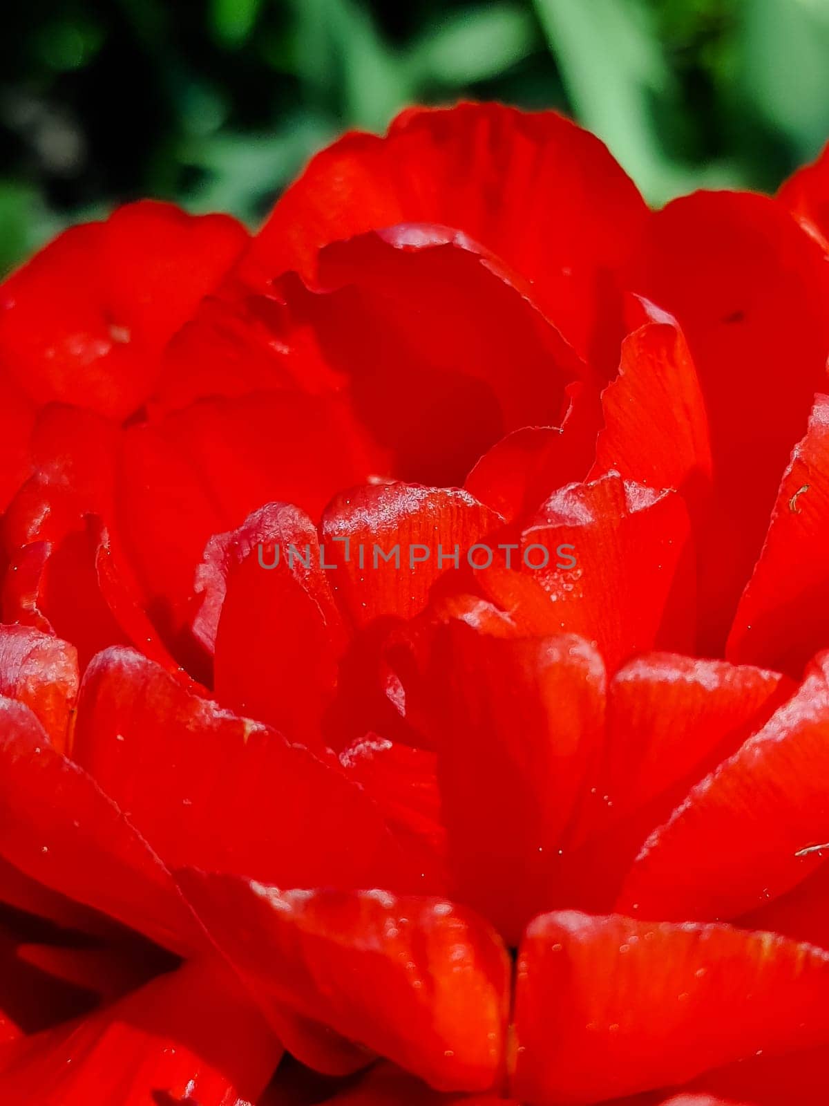 Red tulip flowers grow in a spring garden, close-up photo with selective soft focus