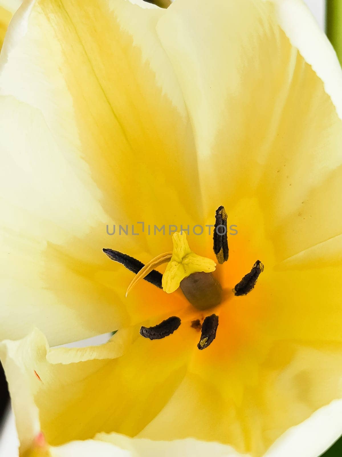 Inner part of white tulip flower bud, smooth delicate petals. Tulips heart with yellow pistil, stamens vertical macro photo.