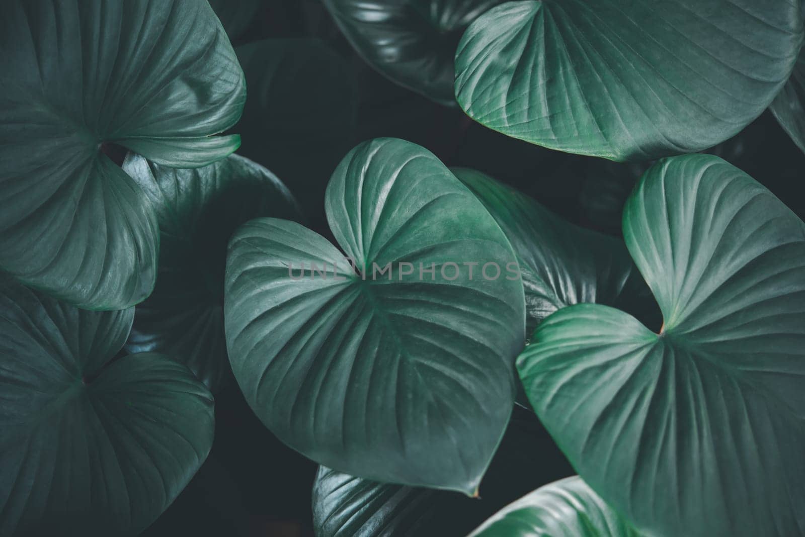 Greenery background of nature plant and leaf by PongMoji