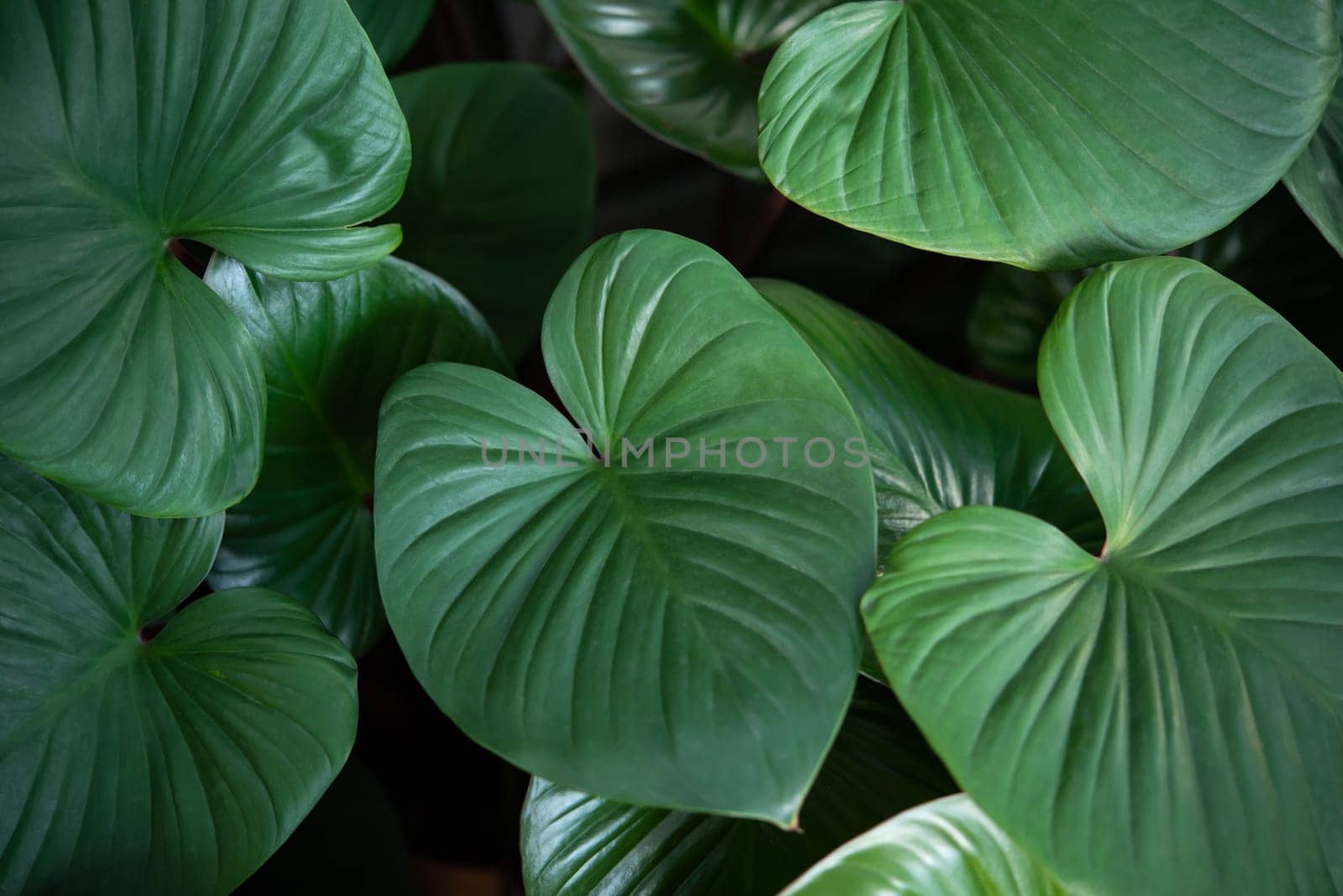 Greenery background of nature plant and leaf by PongMoji