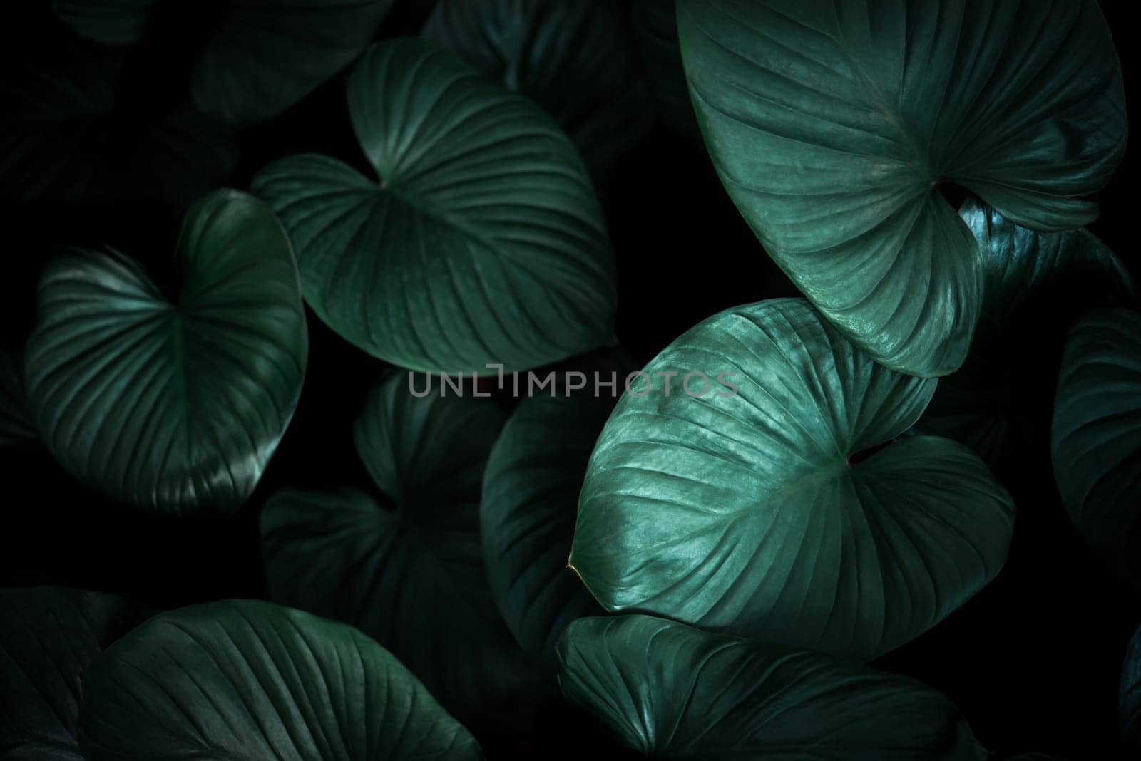 Greenery background of nature plant and leaf by PongMoji