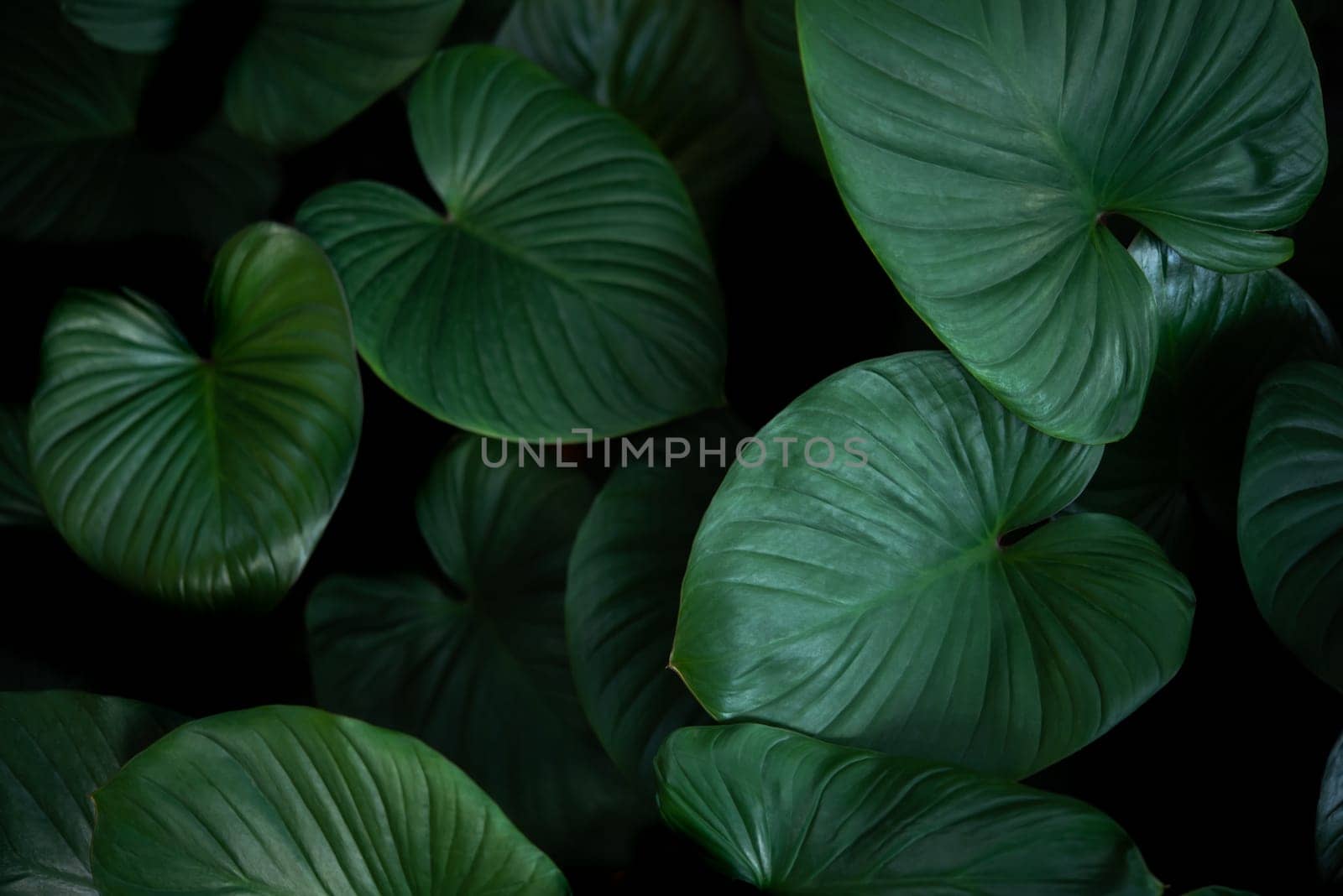 Greenery background of nature plant and leaf by PongMoji