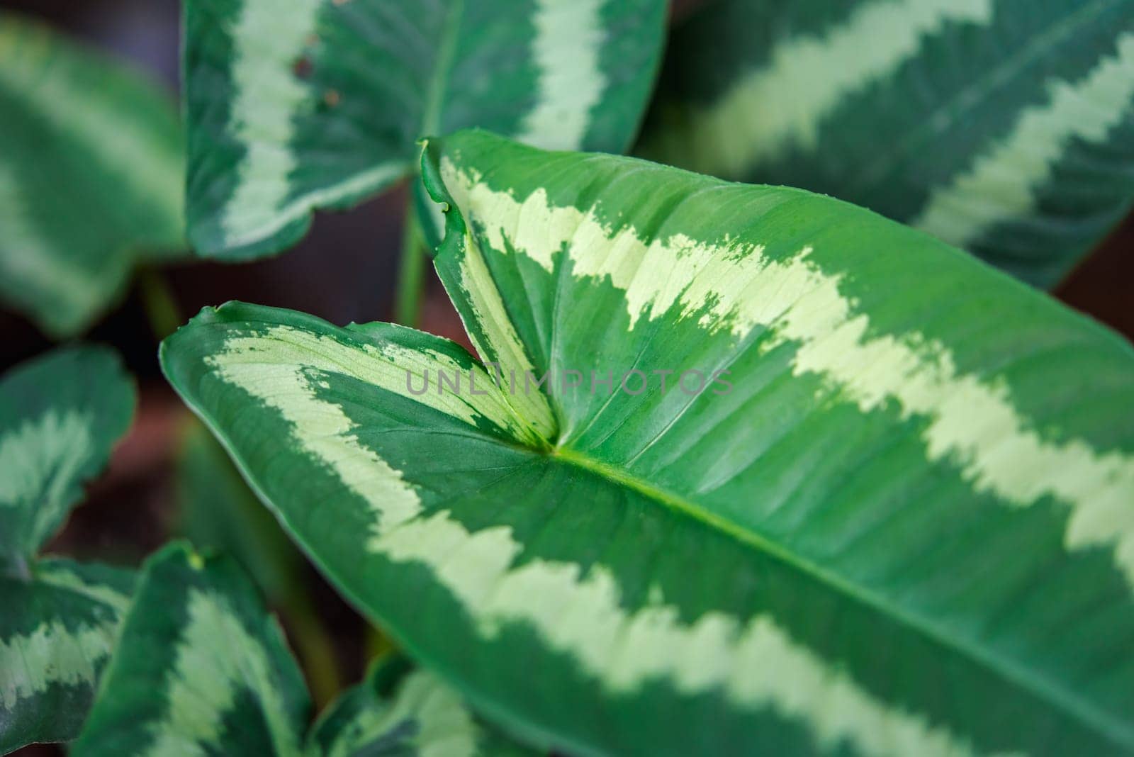 Greenery background of nature plant and leaf by PongMoji