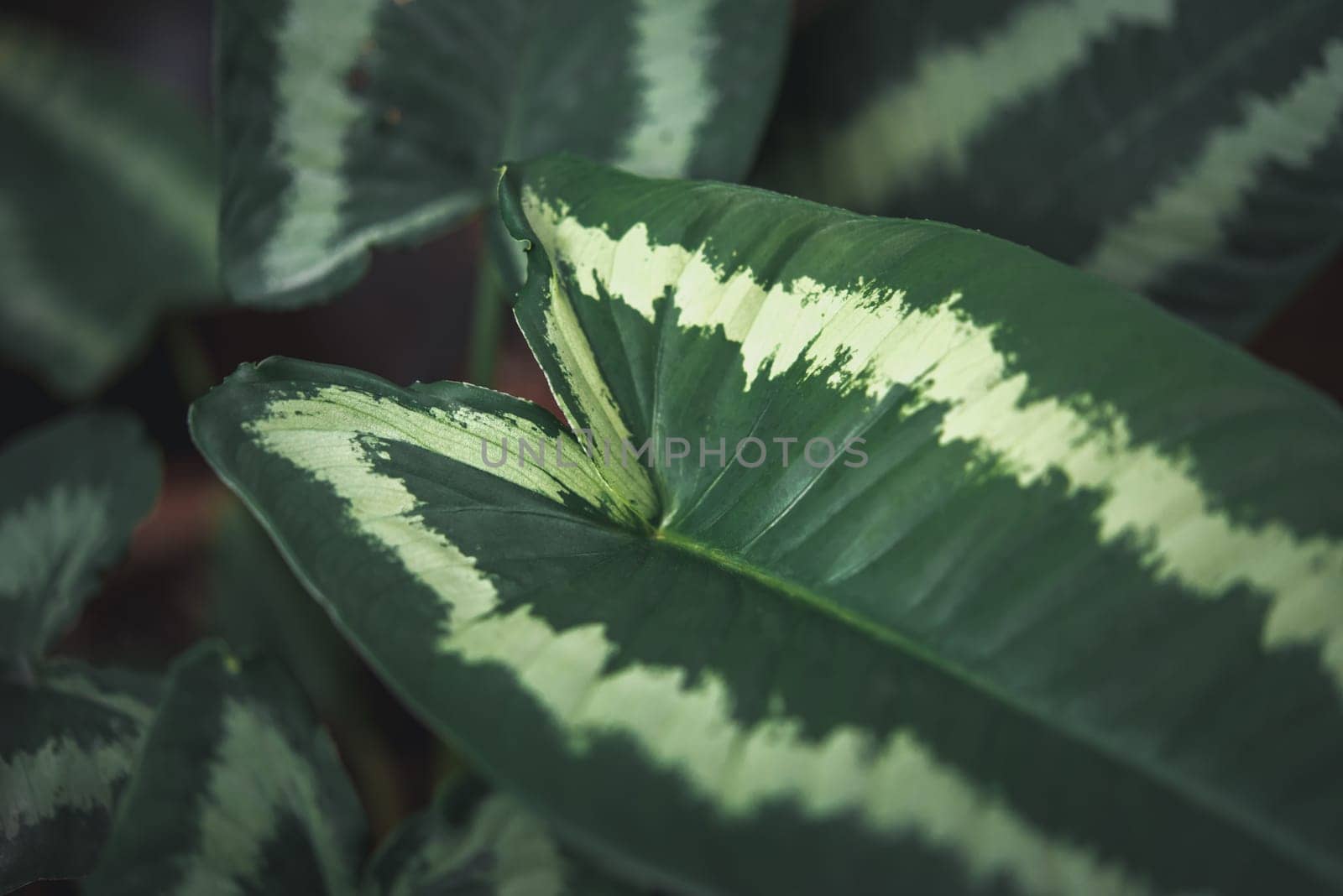 Greenery background of nature plant and leaf by PongMoji