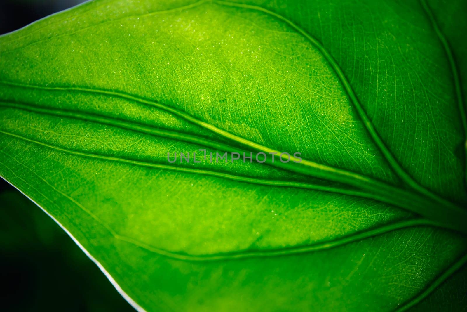 Greenery background, green color of nature plant and leaf environment greenery concept