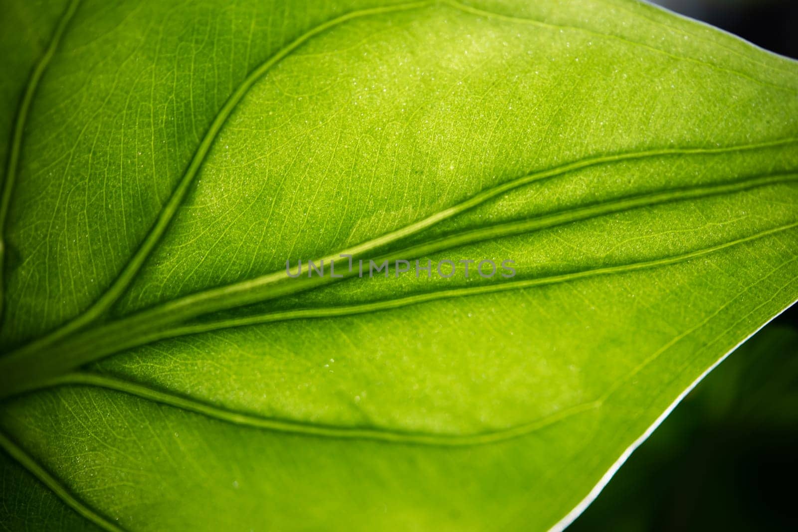 Greenery background of nature plant and leaf by PongMoji