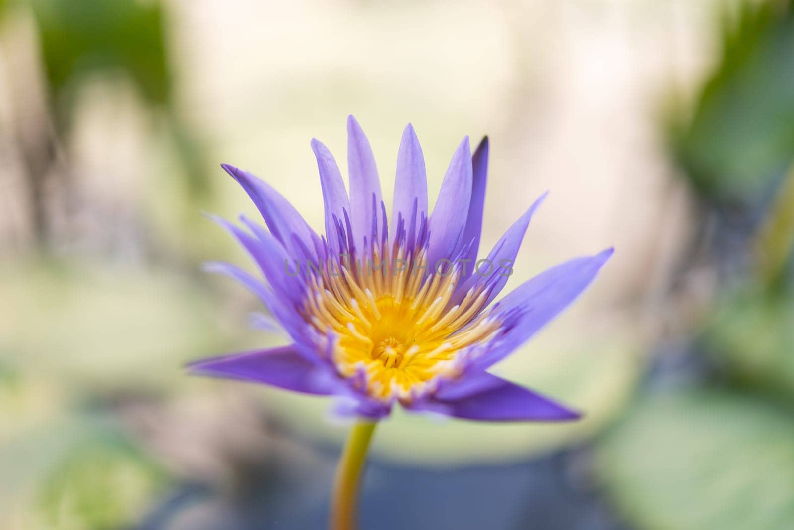 Lotus flower (Lotus, Water-lily, Tropical water-lily or Nymphaea nouchali) white and purple color, Naturally beautiful flowers in the garden