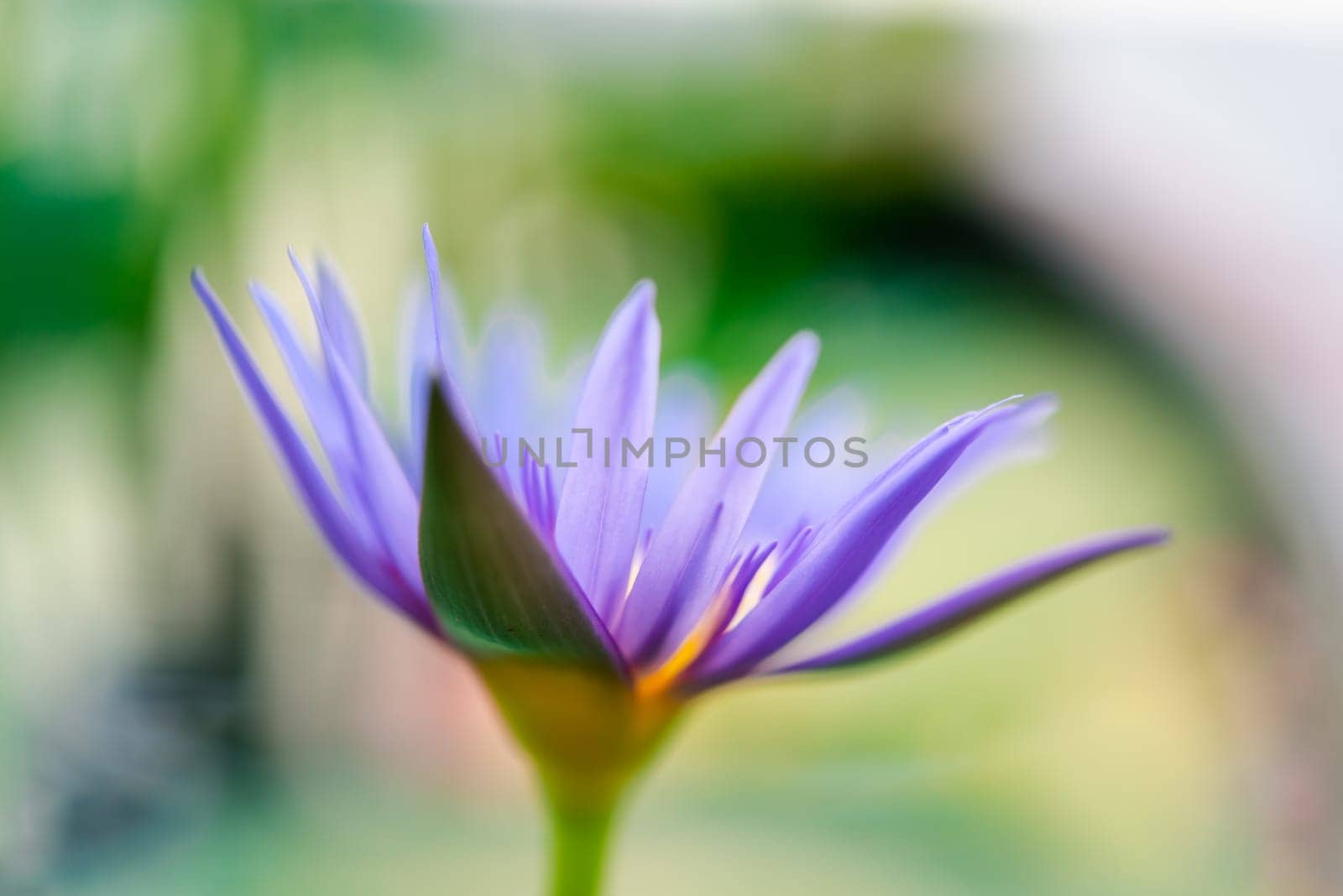 Lotus flower (Lotus, Water-lily, Tropical water-lily or Nymphaea nouchali) white and purple color, Naturally beautiful flowers in the garden