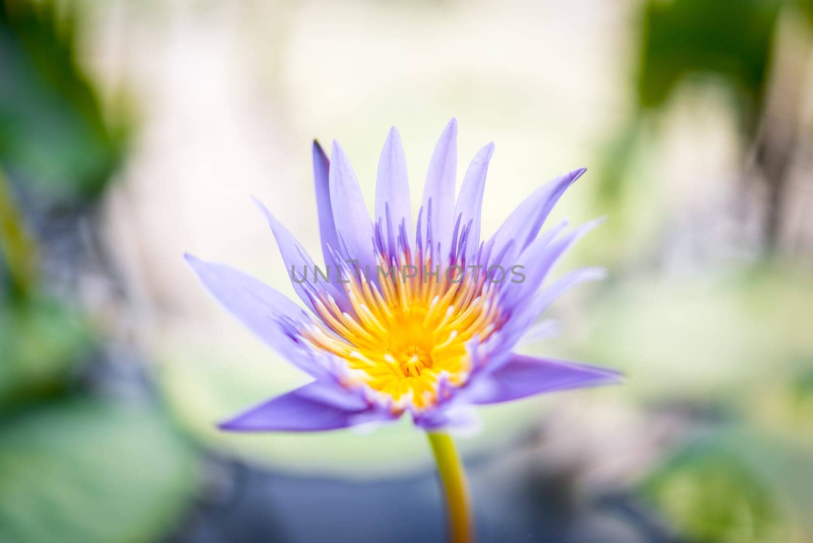 Lotus flower (Lotus, Water-lily, Tropical water-lily or Nymphaea nouchali) white and purple color, Naturally beautiful flowers in the garden