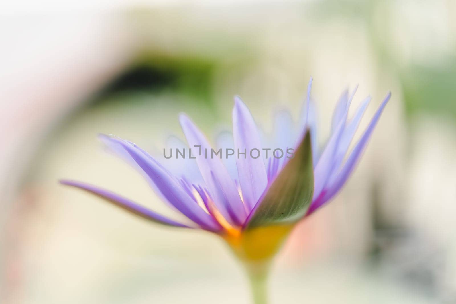 Lotus flower (Lotus, Water-lily, Tropical water-lily or Nymphaea nouchali) white and purple color, Naturally beautiful flowers in the garden