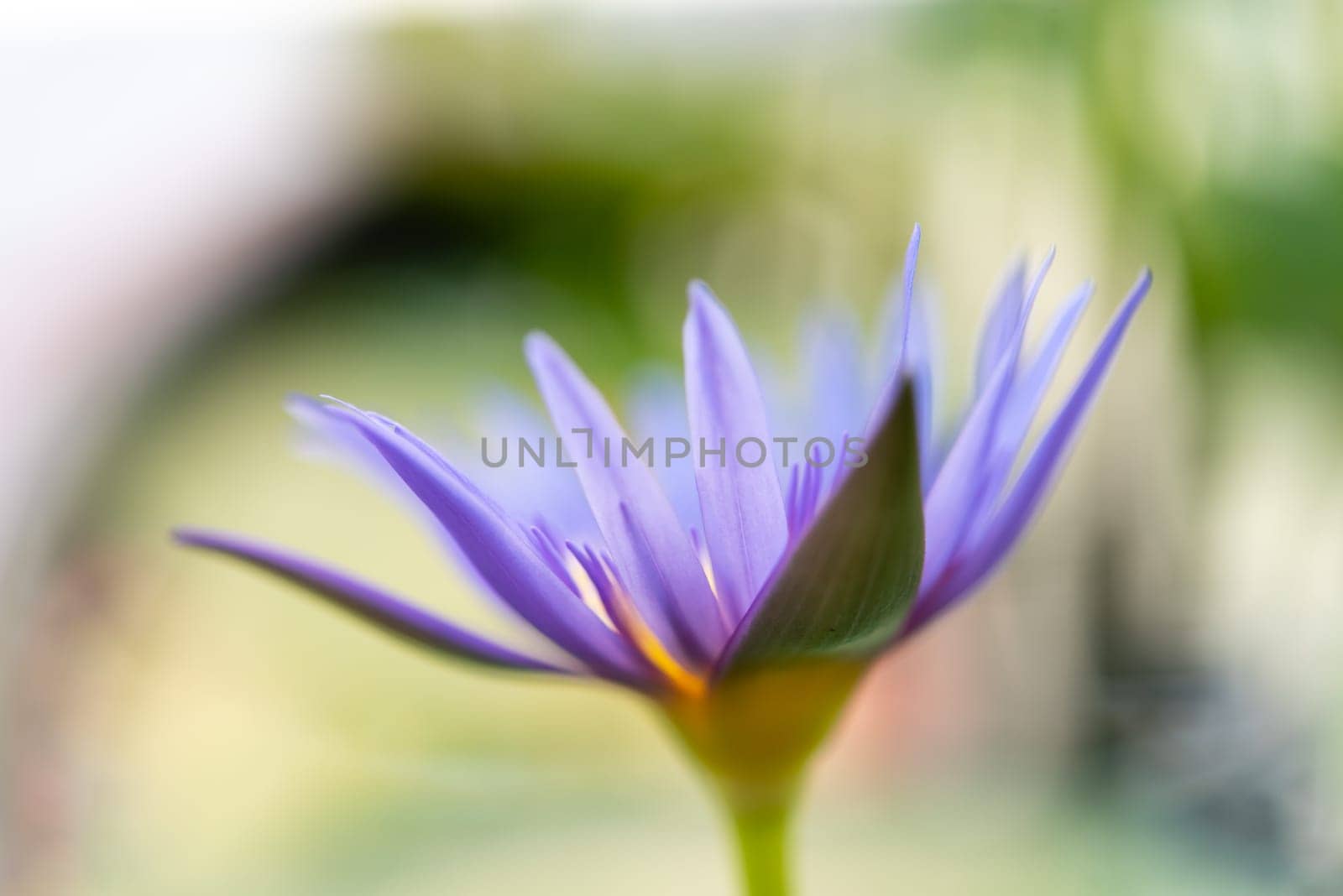 Lotus flower (Lotus, Water-lily, Tropical water-lily or Nymphaea nouchali) white and purple color, Naturally beautiful flowers in the garden