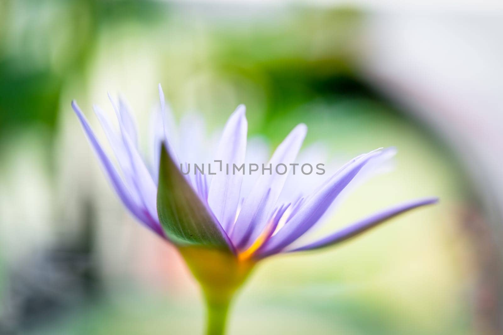 Lotus flower (Lotus, Water-lily, Tropical water-lily or Nymphaea nouchali) white and purple color, Naturally beautiful flowers in the garden