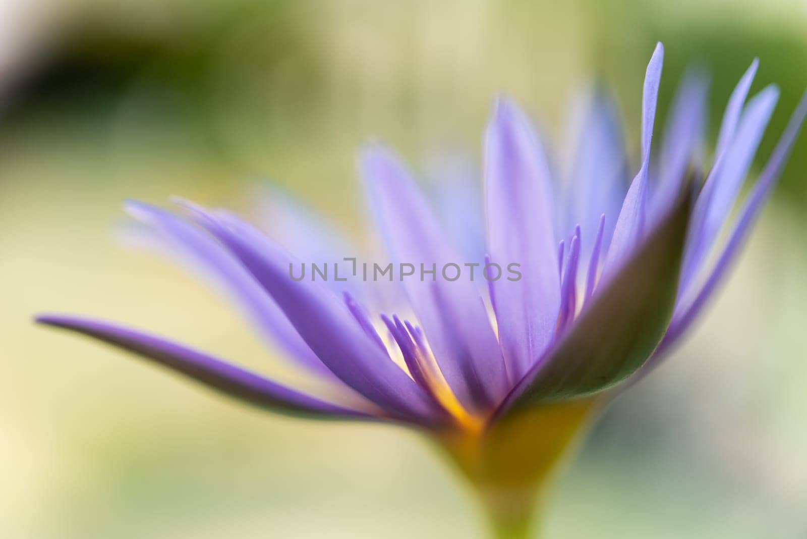 Lotus flower (Tropical water-lily) by PongMoji