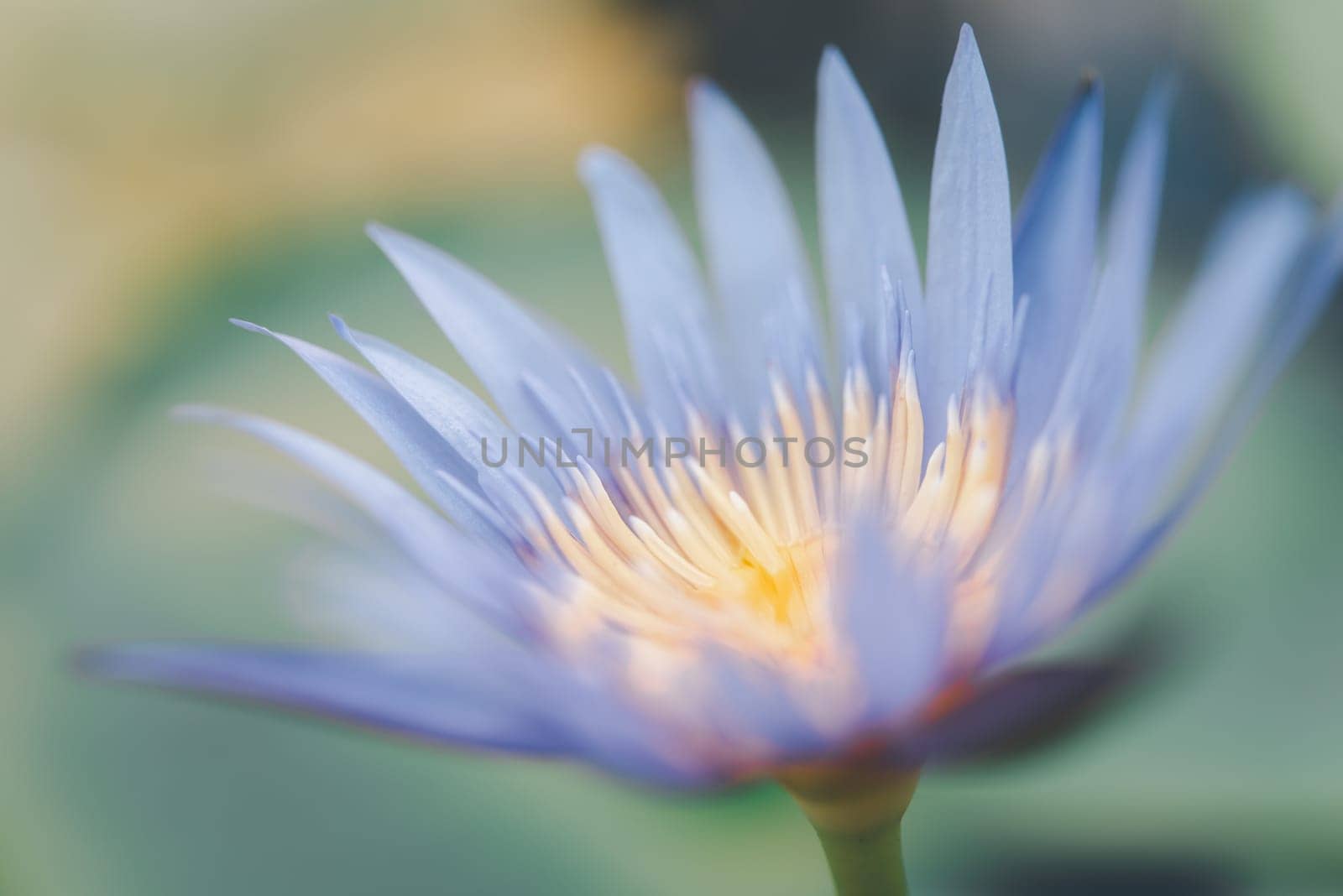 Lotus flower (Lotus, Water-lily, Tropical water-lily or Nymphaea nouchali) white and purple color, Naturally beautiful flowers in the garden