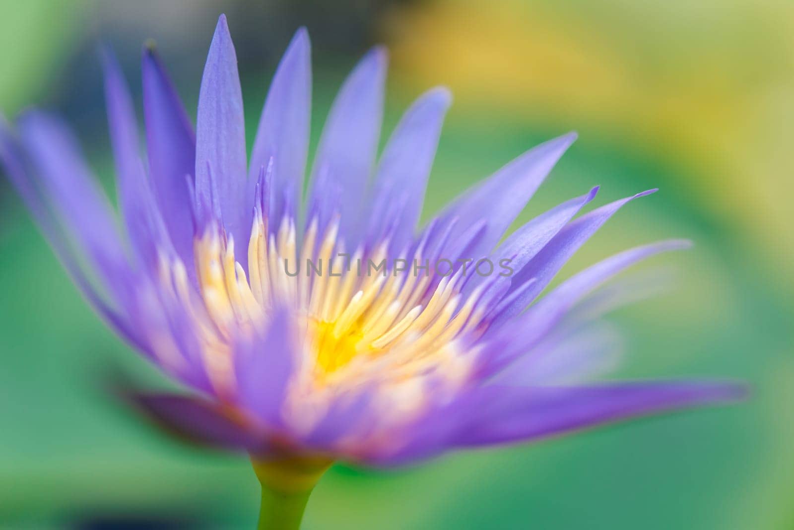 Lotus flower (Lotus, Water-lily, Tropical water-lily or Nymphaea nouchali) white and purple color, Naturally beautiful flowers in the garden