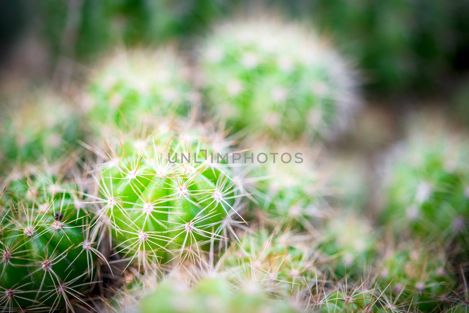 Cactus and Cactus flowers popular for decorative by PongMoji