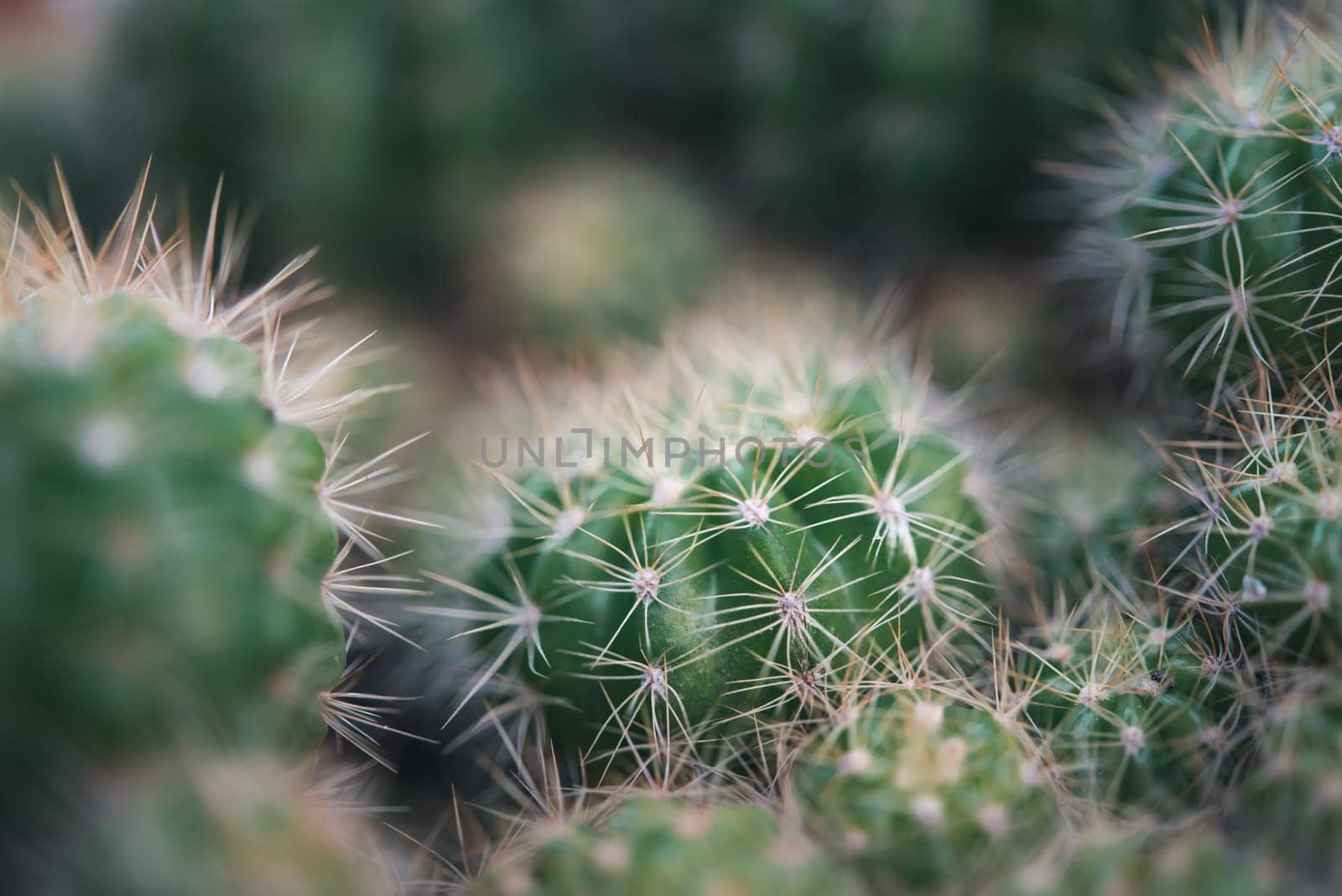 Cactus (Gymno ,Gymnocalycium) and Cactus flowers in cactus garden many size and colors popular use for decorative in house or flower shop