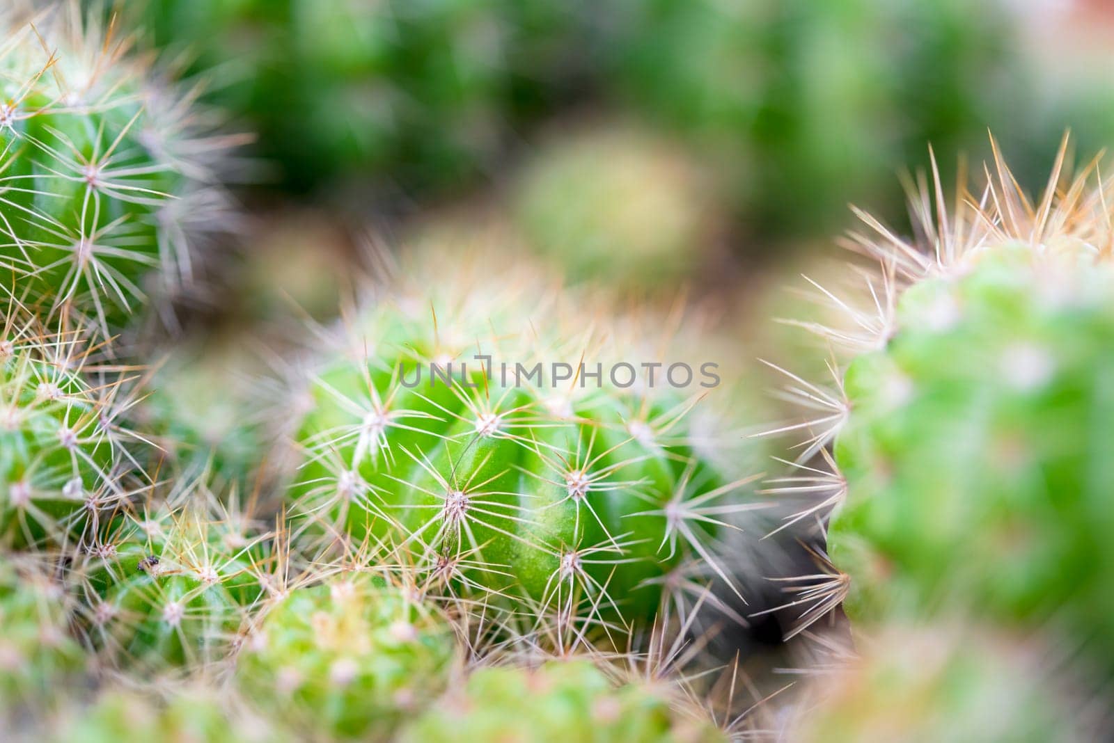 Cactus (Gymno ,Gymnocalycium) and Cactus flowers in cactus garden many size and colors popular use for decorative in house or flower shop