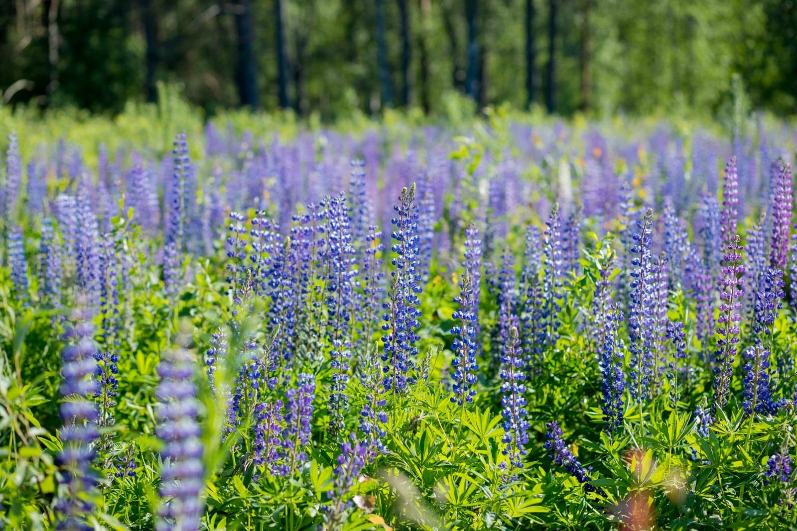 The field of wild multicolored lupinus flowers.Violet purple lupin in meadow. Colorful bunch of summer