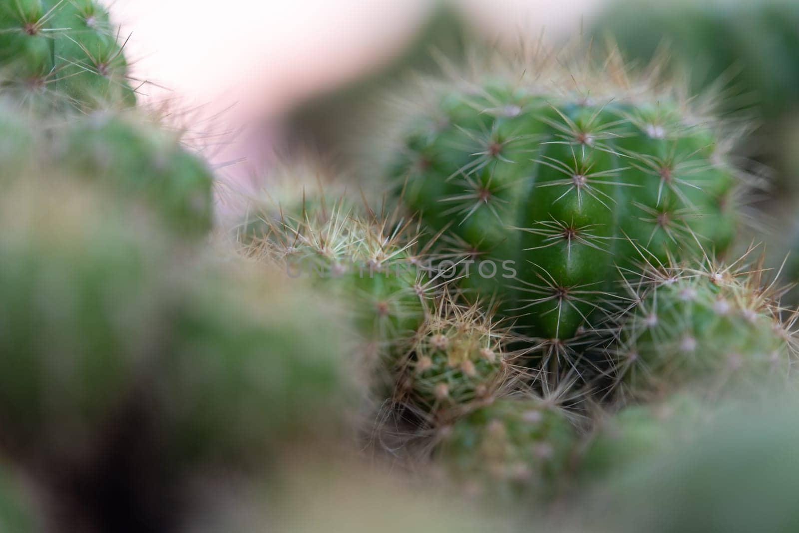 Cactus (Gymno ,Gymnocalycium) and Cactus flowers in cactus garden many size and colors popular use for decorative in house or flower shop