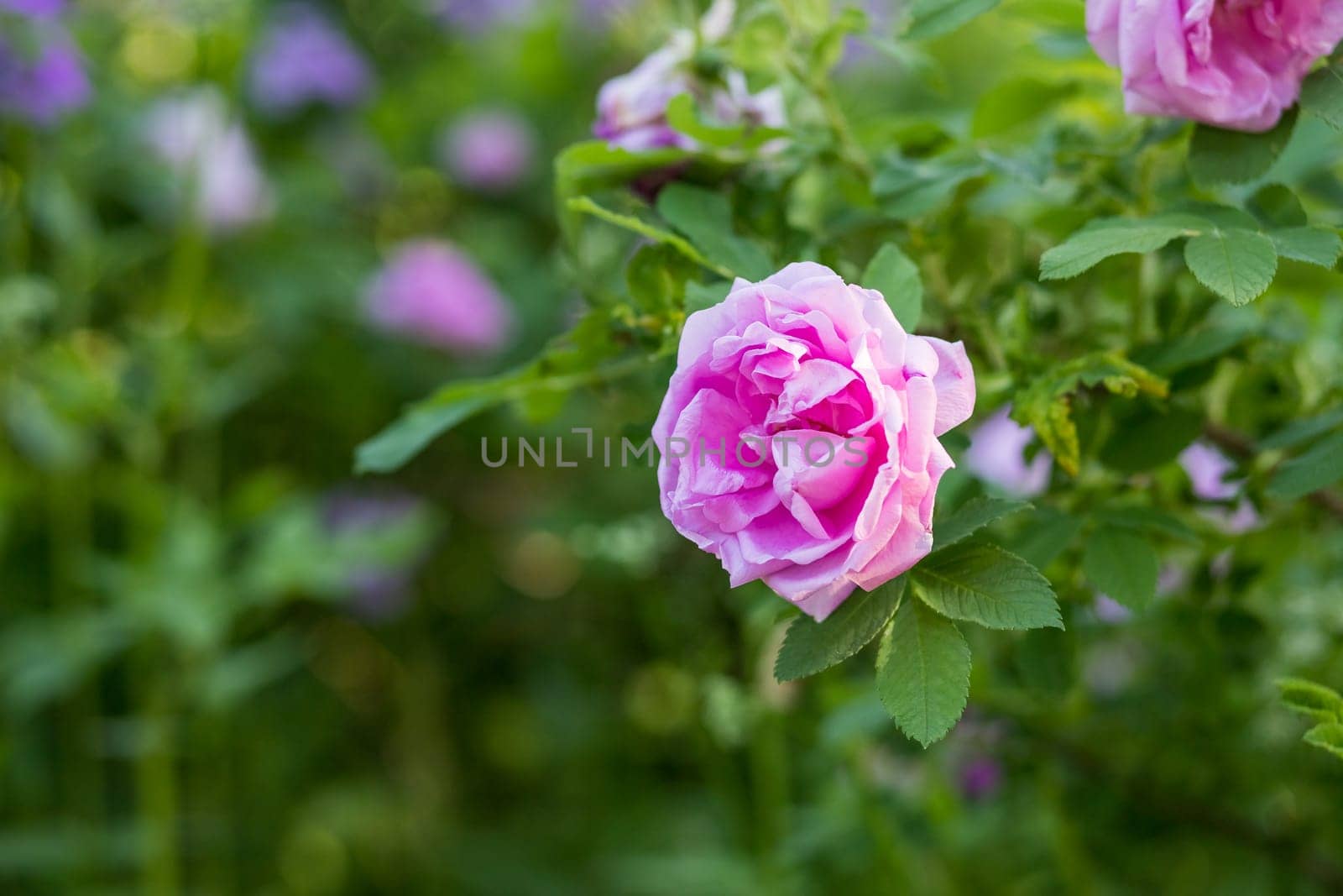 A single pink garden rose blooming close up