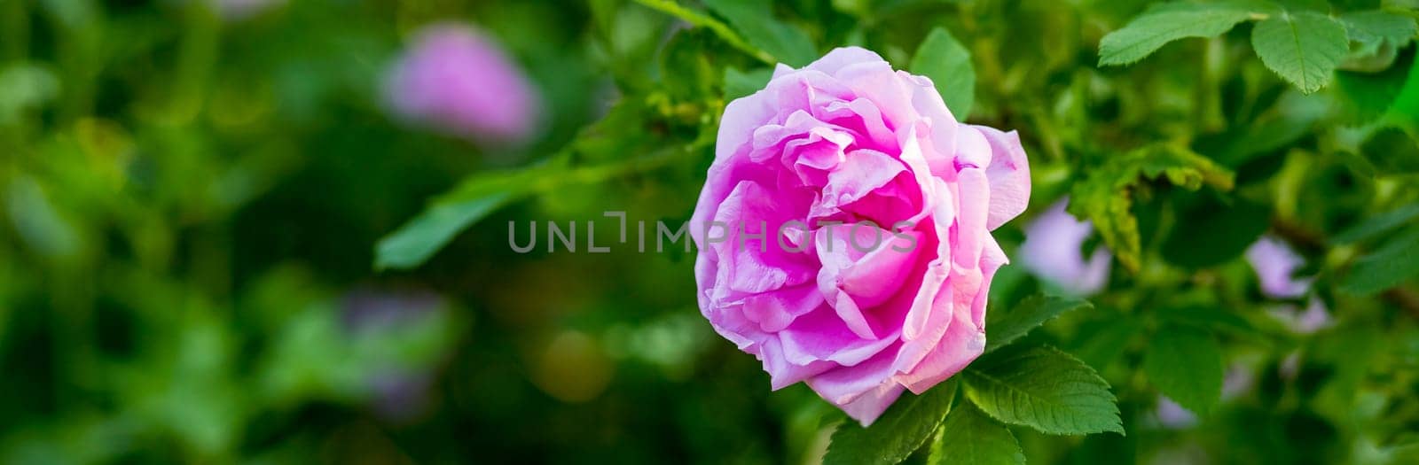 A single pink garden rose blooming close up.Tea rose on a bush. Beautiful pink rosebud. by YuliaYaspe1979