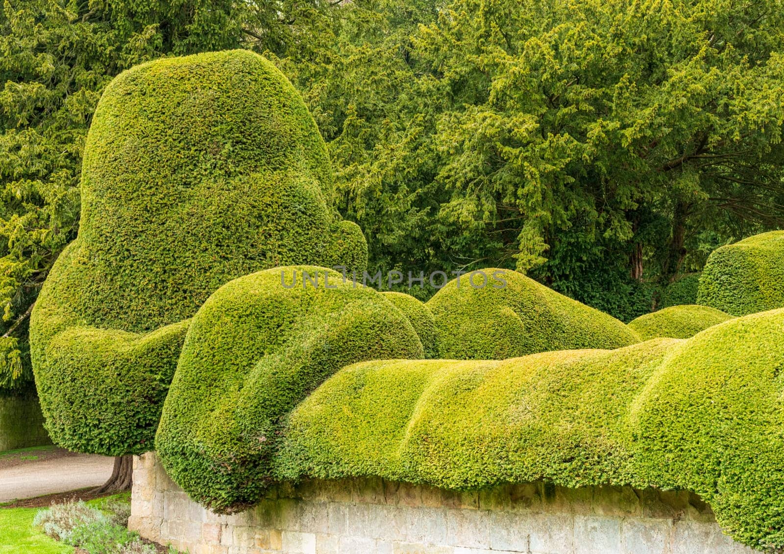 Unusual curvy topiary of yew bushes in garden in Yorkshire by steheap