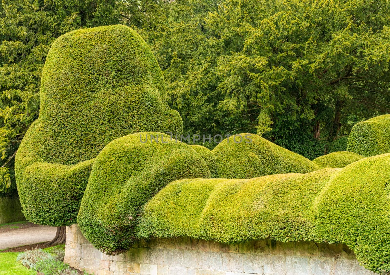 Yew trees trimmed in very curvy sensuous shapes in garden in Yorkshire, England