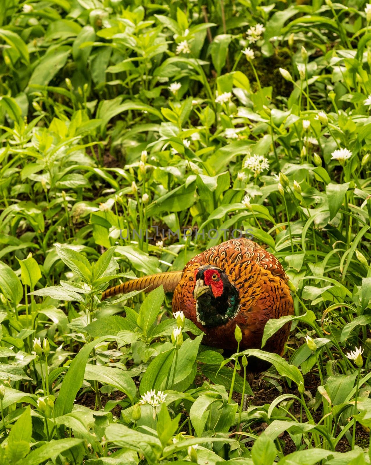 Pheasant hiding in a field of wild garlic in forest in Yorkshire by steheap