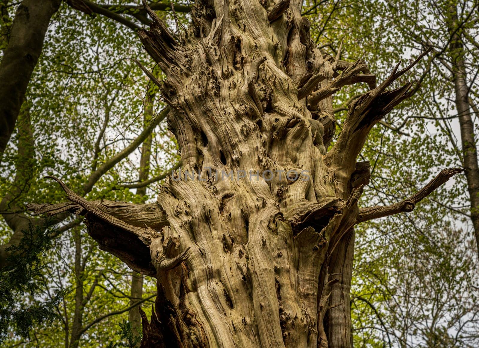 Very gnarled and twisted tree trunk on old dead tree in England