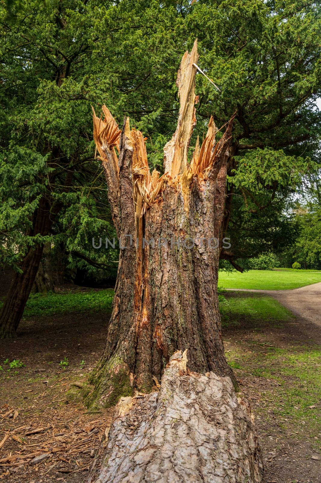 Large tree trunk snapped by high winds with tree by the stump by steheap