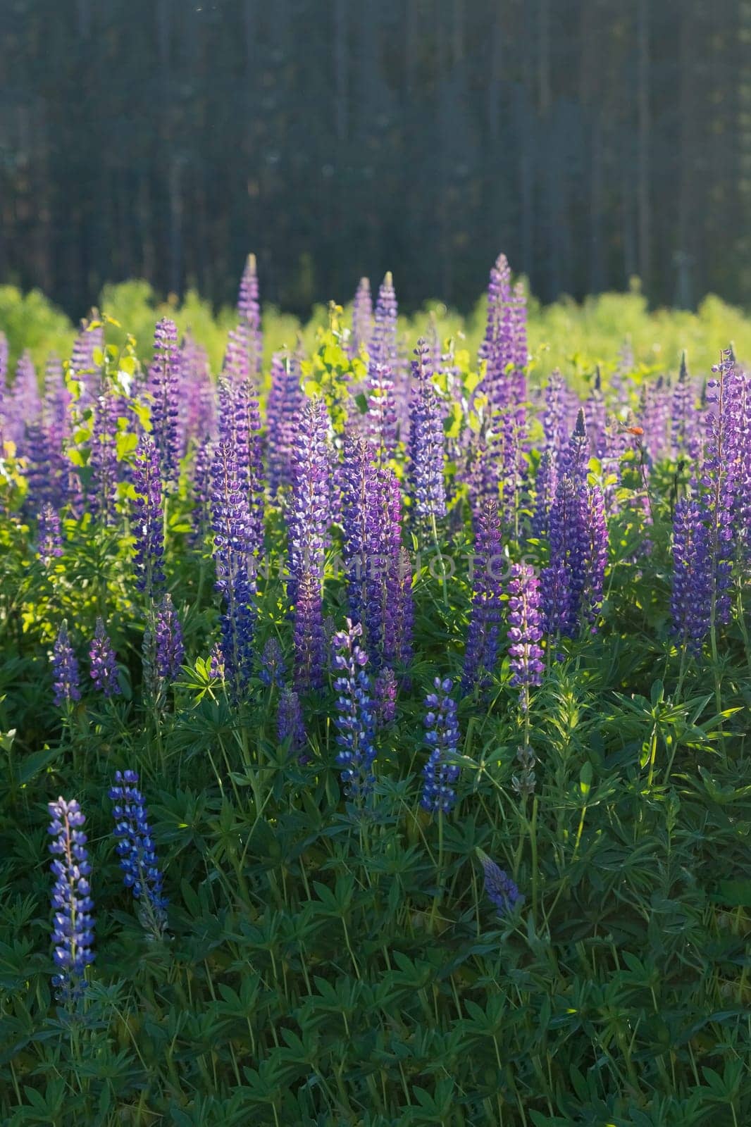 The field of wild multicolored lupinus flowers.Violet purple lupin in meadow. Colorful bunch of summer