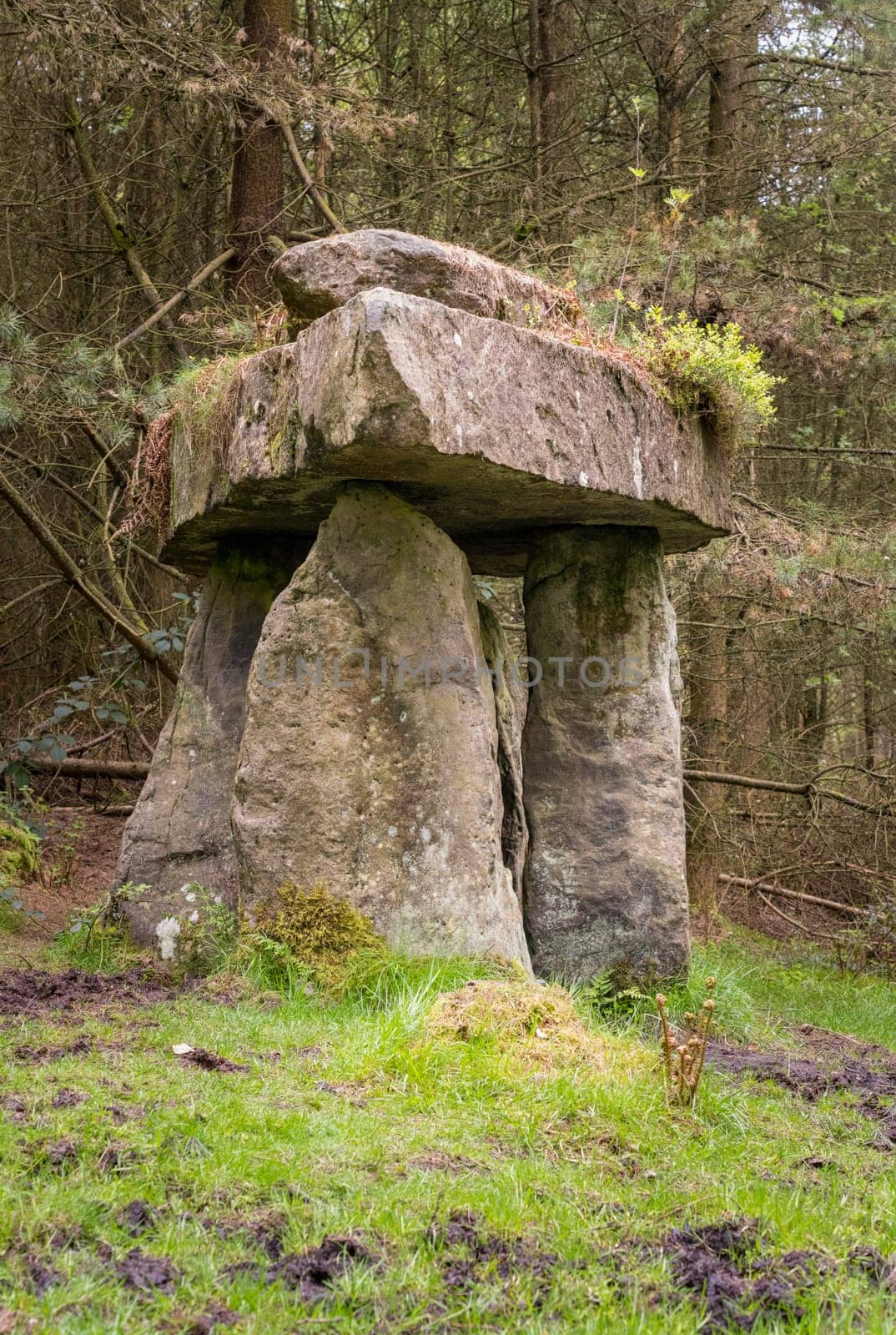 Standing stones of the Druids Plantation in Nidderdale by steheap