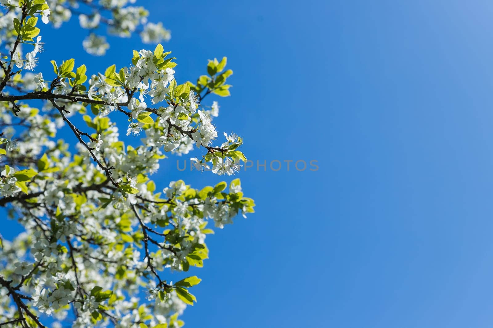 Flowers of the cherry blossoms on a spring day