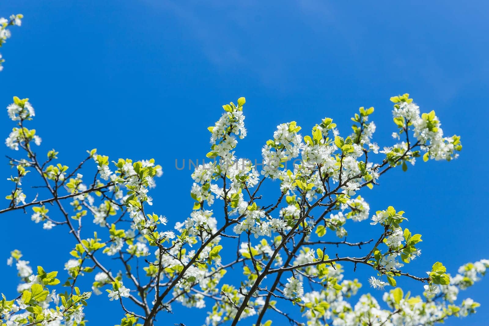 Flowers of the cherry blossoms on a spring day