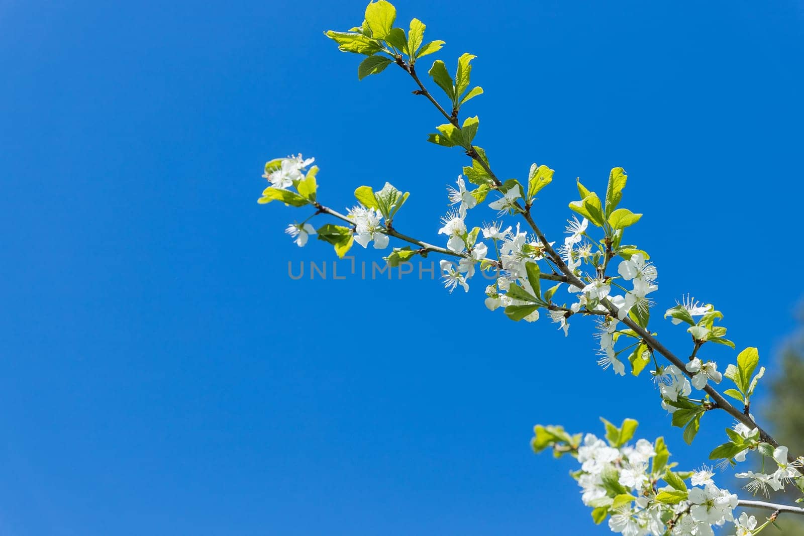 Flowers of the cherry blossoms on a spring day