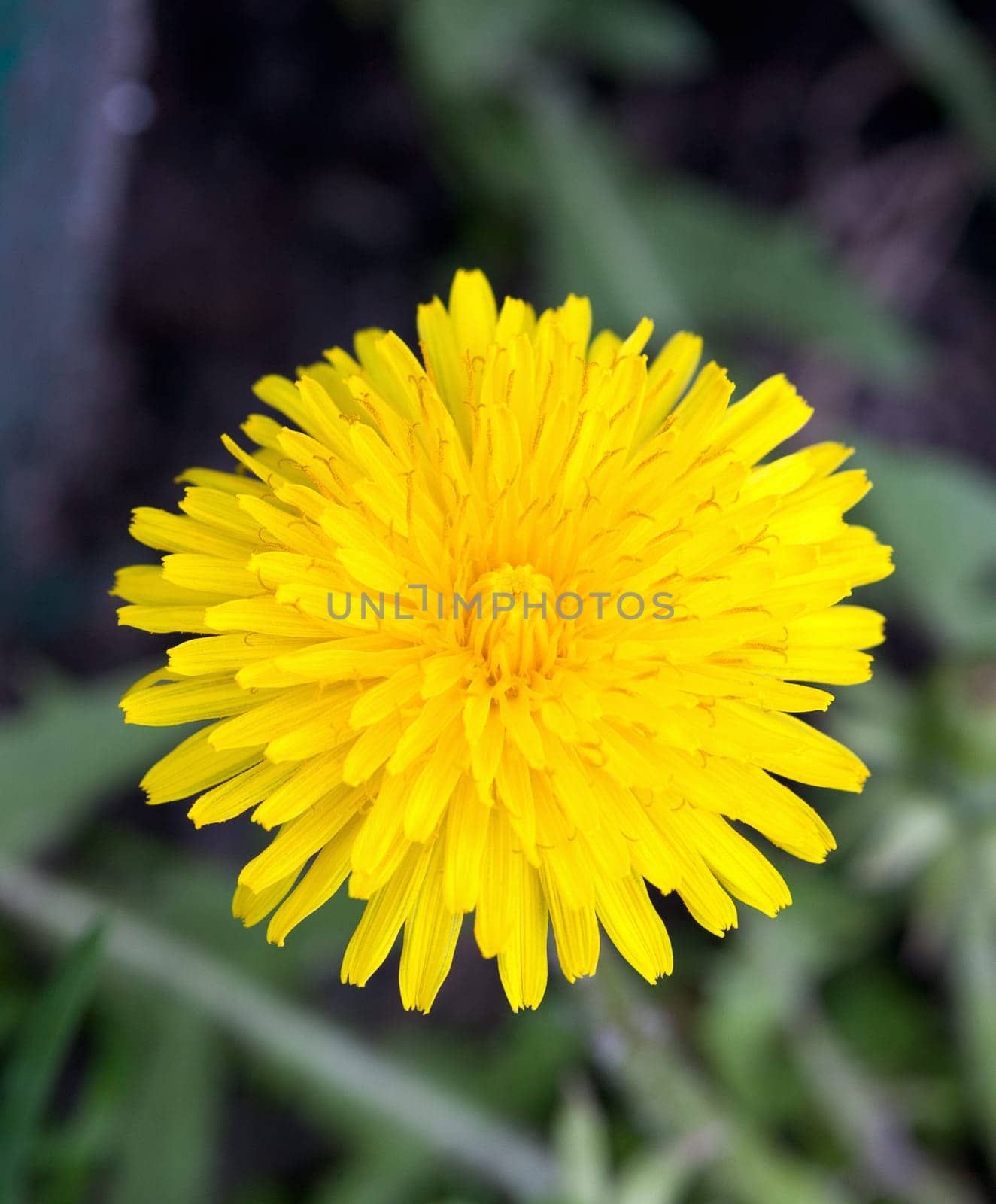 Yellow Dandelion Flower - Taraxacum officinale. Blooming dandelion.