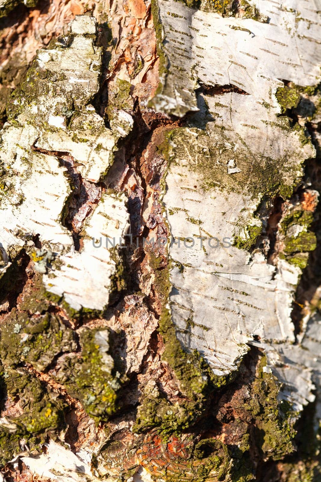 Birch Bark Texture coarse. tree wooden background. by sfinks