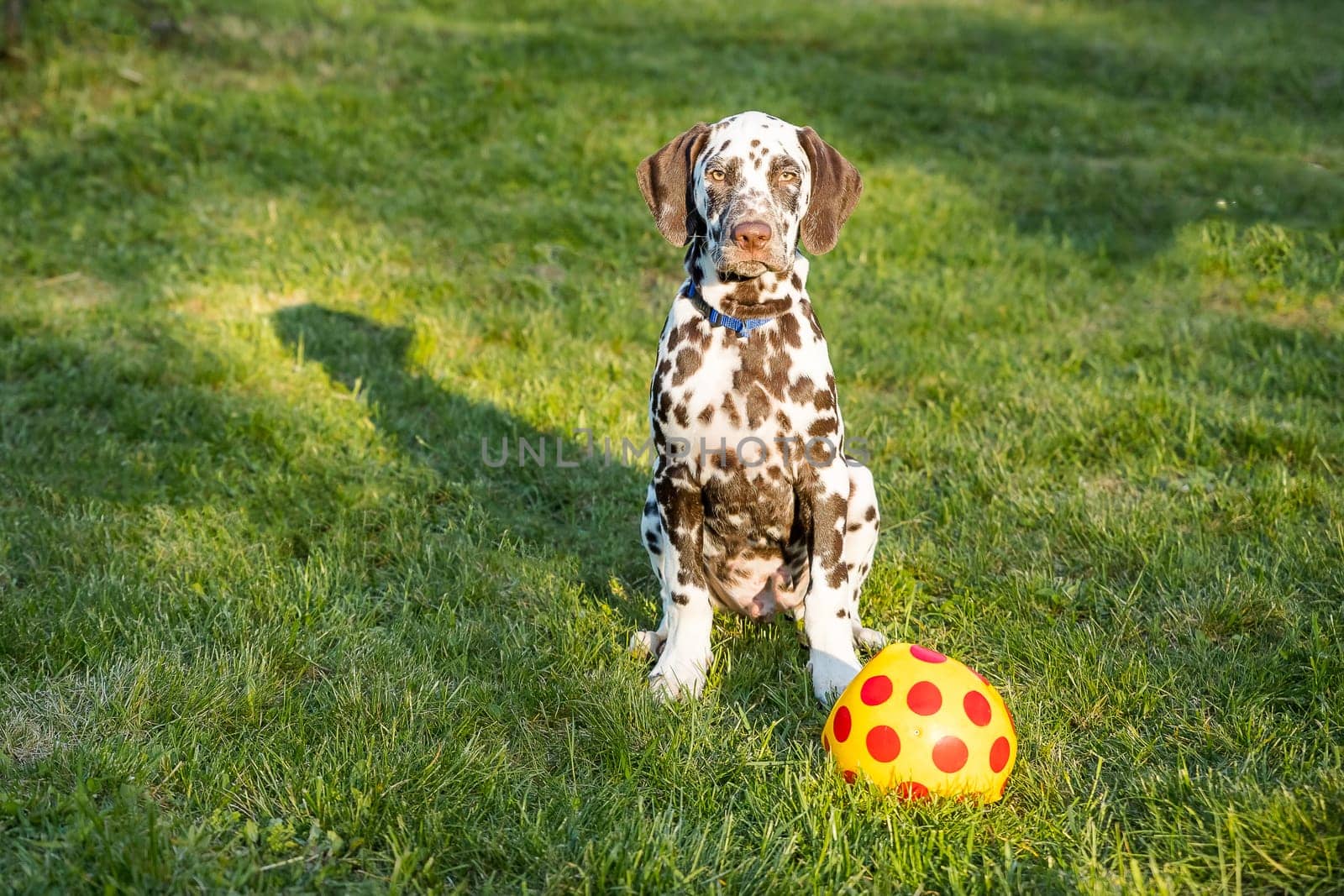 white dog playing with ball in the grass