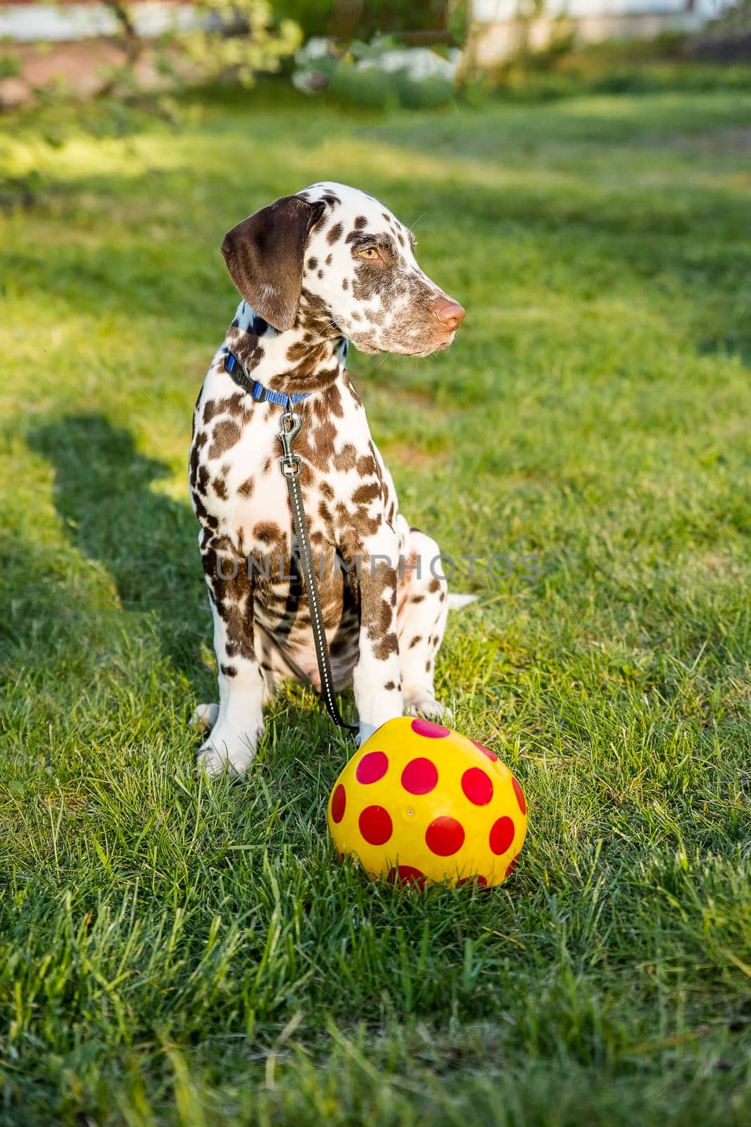 white dog playing with ball in the grass