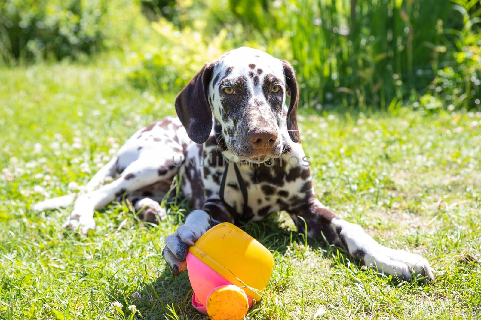 white dog playing with ball in the grass