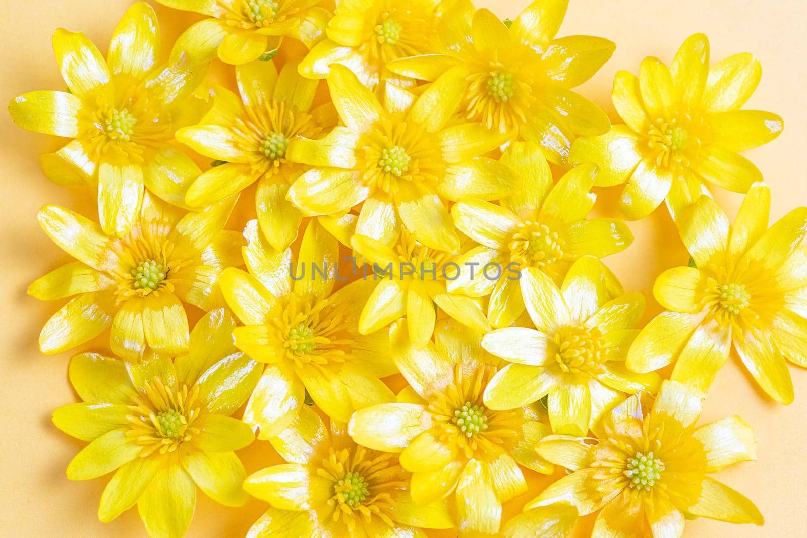 A scattering of yellow spring flowers on yellow background by galinasharapova